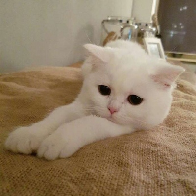 紫紗