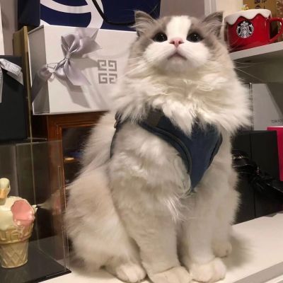 開普省