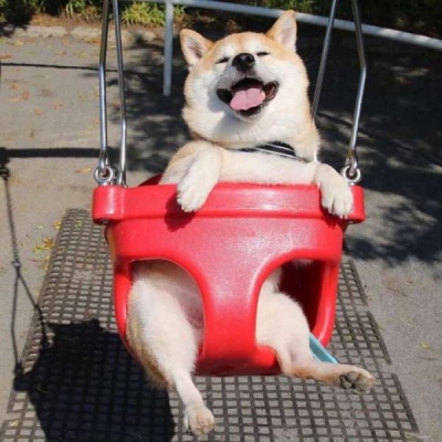 釋迦獸