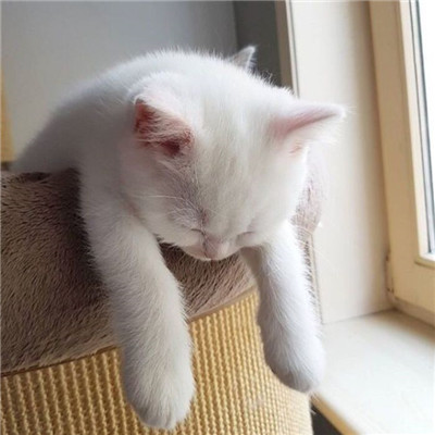 大眼橙