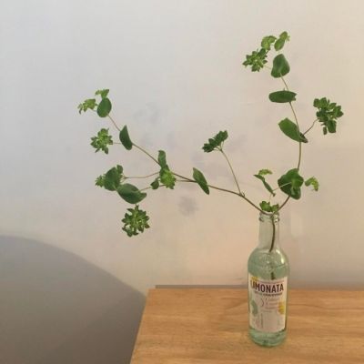 瑪蓮娜