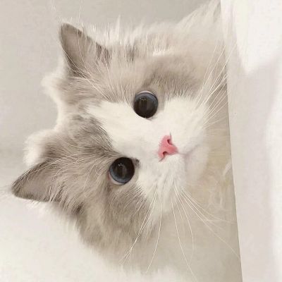 劉梓萱