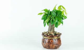 家里放什么植物最旺財 客廳放什么植物旺財