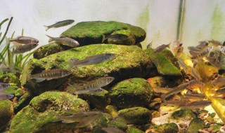 為什么馬口魚魚缸養不活(馬口魚好養不?)