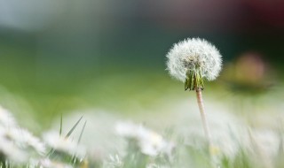 蒲公英怎么曬干做成茶 蒲公英怎么曬干做成茶視頻