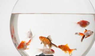 南美缸適合養什么魚（南美缸養什么魚好）