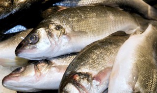 鱸魚能人工養殖技術 鱸魚能人工養殖技術介紹
