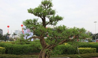 九里香盆景的養殖方法 九里香盆景如何養殖