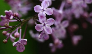丁香花怎么養殖方法 丁香花的養殖方式