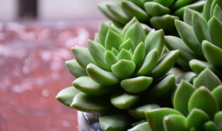 肉多植物的養殖方法 如何養殖肉多植物