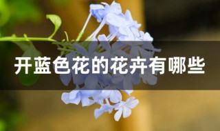 開藍色花的花卉有哪些 藍色花卉植物介紹