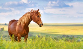 夢見馬什么征兆 夢見馬是什么意思