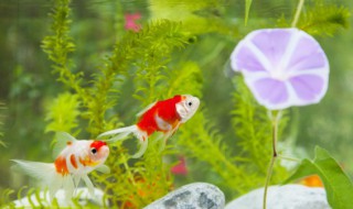 虎皮魚的魚缸擺放位置 虎皮魚的魚缸放在哪里