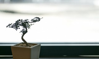 植物的木質部在哪里 植物的木質部的位置