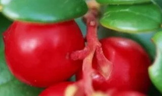 蔓越莓樹怎么種蔓越莓是樹上種的嗎