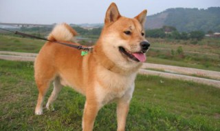 柴犬公狗求偶的癥狀 公柴犬可以做絕育手術嗎