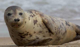 海狗鞭和海豹鞭的區別 海狗鞭和海豹鞭大嗎