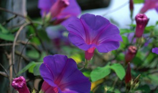 矮牽牛花種子播種方法 矮牽牛花種子怎么播種