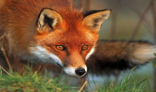 長隆野生動物世界攻略 怎么玩轉長隆？