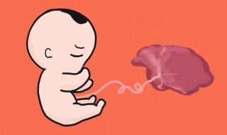胎盤放家里有什么講究 把胎盤放家里有什么講究