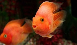 養鸚鵡魚不死的小竅門 怎么正確飼養鸚鵡魚