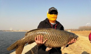 夢見抓到魚 夢見抓到魚是什么征兆