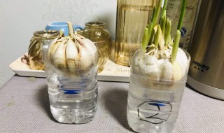 蒜苗怎么種陽臺，自己在陽臺種蒜苗DIY步驟