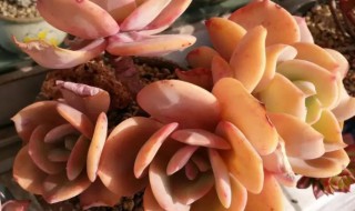 肉肉植物怎么移植 肉肉怎么種植教程