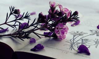 十六歲的花季生日寄語 十六歲的花季生日經典句子