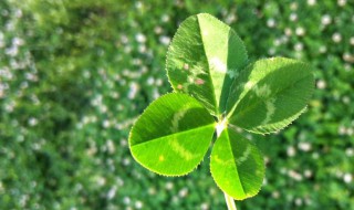 四葉草是什么意思? 四葉草指什么
