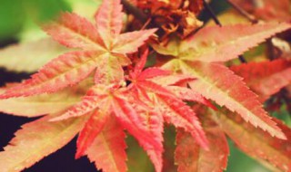 紅楓養殖方法和注意事項 紅楓如何養殖