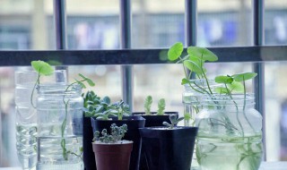 家中放上植物和盆栽的好處有哪些 家中放上植物和盆栽的好處有什么