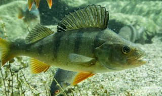 桂魚是什么魚 桂魚的介紹