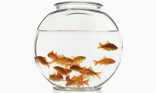 2022年家有考生怎么擺魚缸吉利 家有考生擺魚缸方法一覽