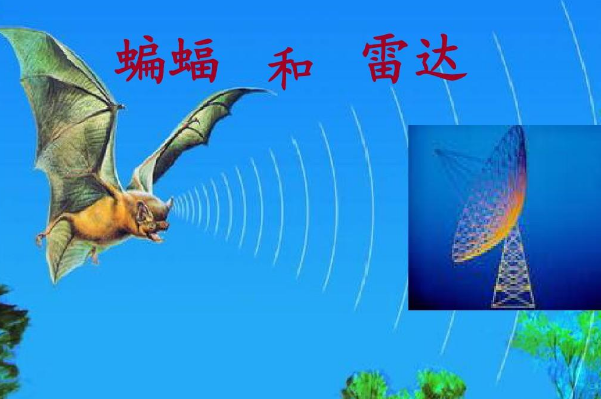 由動物發明的東西有哪些 根據動物原理發明的東西