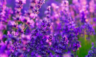 薰衣草莊園什么季節去 薰衣草莊園游玩攻略