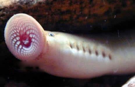 八目鰻魚簡介圖片 八目鰻魚能吃嗎怎么吃