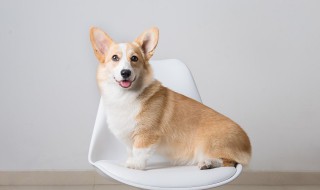 夢見狗是什么預兆 夢見狗的意思