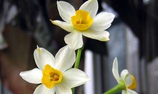 水仙花語 水仙花語有什么