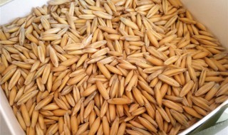 什么是皮燕麥 皮燕麥介紹