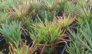 多肉植物章魚怎么養 多肉植物章魚如何養