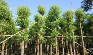 樟樹適合種在什么地方 樟樹適合種在哪