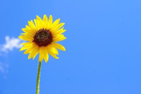 向日葵的花語是什么象征了什么 入目無別人四下皆是你意思
