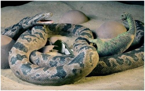 史前動物是什么意思 現在存在的有哪些