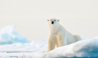 夢到動物是什么意思 夢到動物的含義