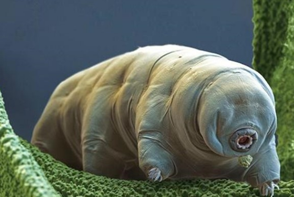 最難滅絕的生物是什么 水熊蟲真的殺不死嗎