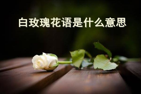 白玫瑰代表什么意思 白玫瑰花的寓意和花語