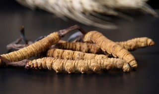 蟲草泡酒一斤酒放幾根 蟲草泡酒一斤酒放多少
