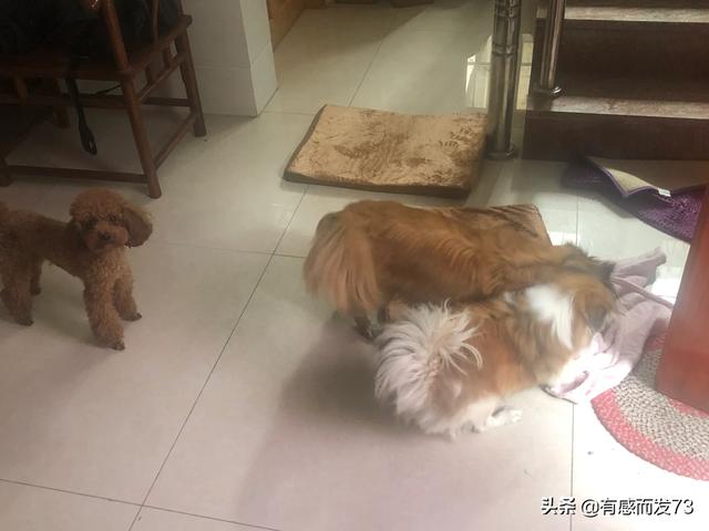 養了十年的愛犬因住樓不讓養，送給了親戚，我想去看看它，又怕狗狗傷心，我該怎么辦？