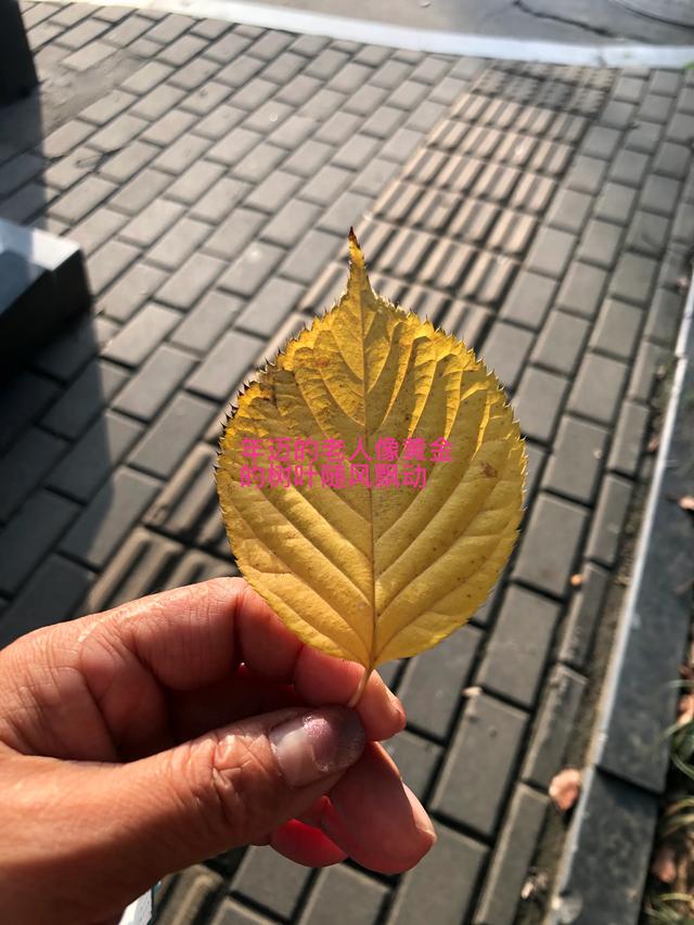 有些普通老人投靠在大城市的子女，這是最無尊重的人生。你怎么看？